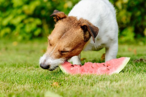 six summer-cooling-foods-for-your-dog.jpg
